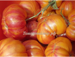 Томат Литиевый закат (Lithium Sunset), США