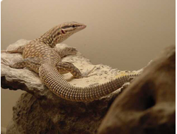 Кольцехвостый варан (Varanus acanthurus)