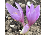 Colchicum Nancy Lindsey