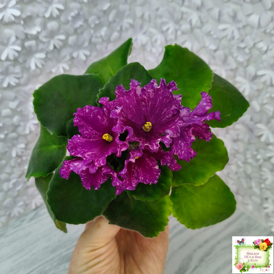 АВ-Тайны Востока (Фиалковод) 2022 г.