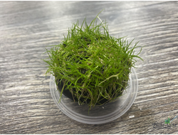 Элеохарис Мини на вабикусе