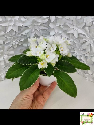 ЛЕ-Стрекоза (Е. Лебецкая) 2020 г. (пестролистный лонг)