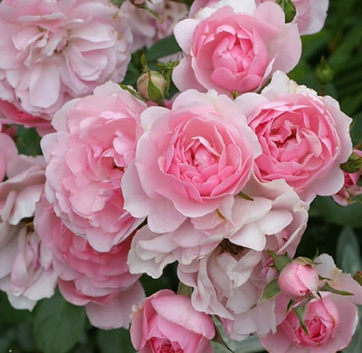 Роза чайно-гибридная  Bonica  на штамбе