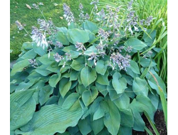 Хоста  Блу Бой (Blue Boy)