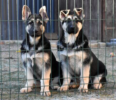 Гордость Питера Белона и Буря