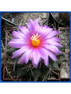 Thelocactus matudae GM 335
