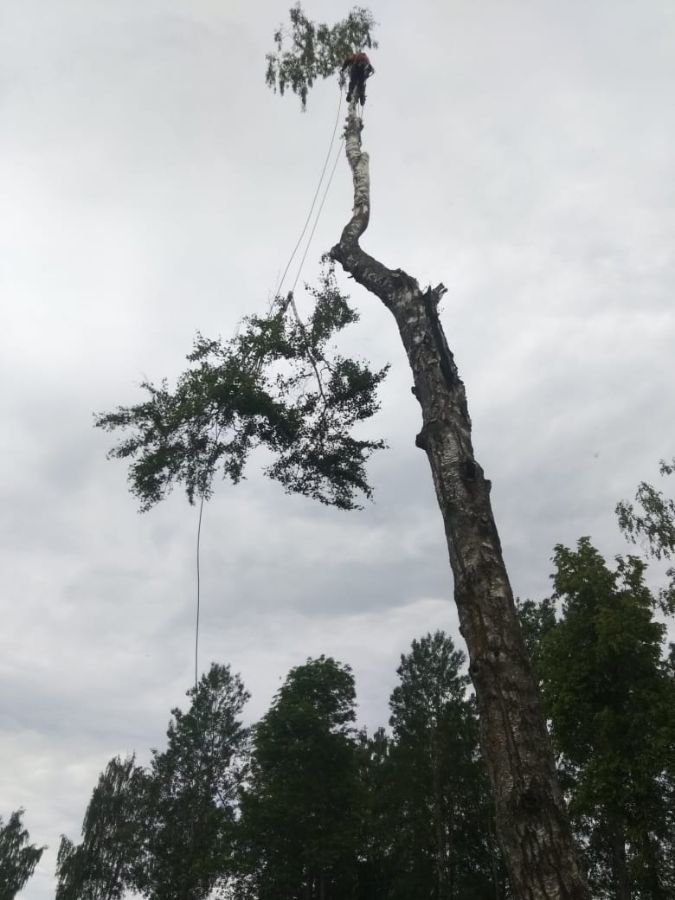 Удаление аварийных берез на кладбище Шимского района