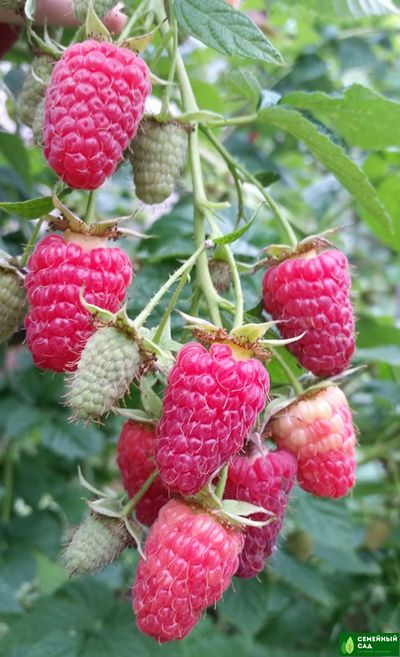 Малина  рем.* "Атлант"