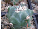 Echinocactus platyacanthus form KMR 119 (D=50-60мм)