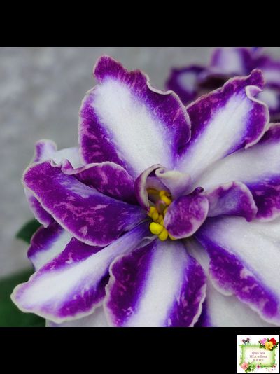 ЮШ-Надюша (Ю.Шаховцева) химера (пасынок из цветоноса укоренённый)