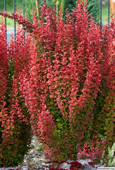 Барбарис Тунберга Ред Рокет фото цветения красовский-сад.рф