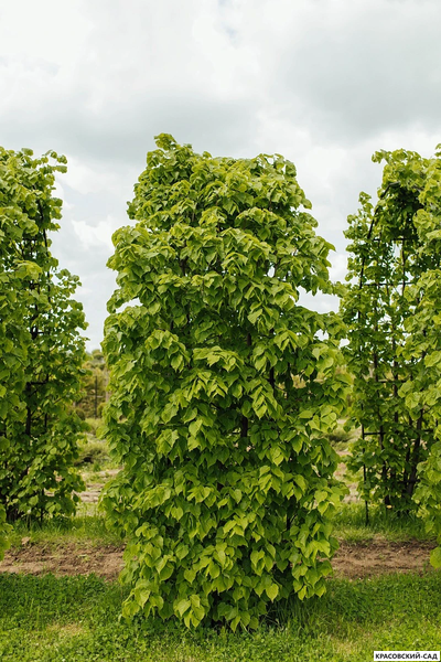 Топиар Арка из Липы мелколистной - Tilia cordata
