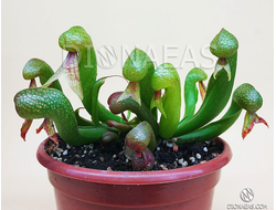 Дарлингтония Калифорнийская - Darlingtonia Сalifornica