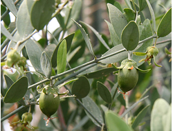 Жожоба Organic нерафинированное Египет 50 мл