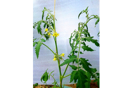 сорт Сладкий крем,
 1 июня