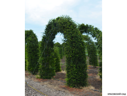 Топиар Арка из Лиственницы Маргилинда - Larix marschlinsii