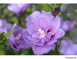 Гибискус Лавендер Шифон - Lavender Chiffon