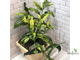 Clerodendrum Wallichiana Variegated / Клеродендрум Фата невесты вариегатный