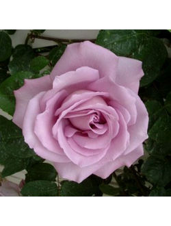 Индиголетта (Indigoletta)