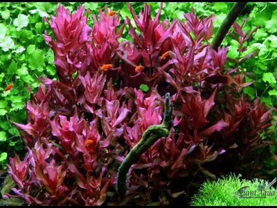 Ротала макрандра