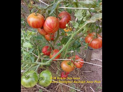 Томат Восставший Звездный Истребитель Кэйли Энн Пинк (Rebel Starfighter Kayleigh Anne Pink)