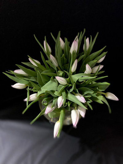 Тюльпаны 25 шт