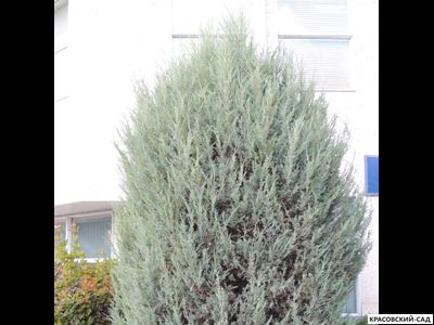 Можжевельник Моффат Блю - Moffat Blue