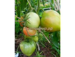 Томат Король Кинг