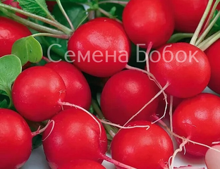 Редис Черриэт F1, 1 г - Семена Бобок
