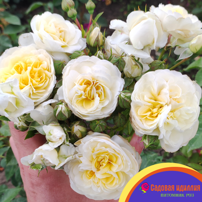 Лаитоз (Laitoz) (Белый Леонардо Да Винчи)