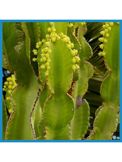 Euphorbia candelabrum