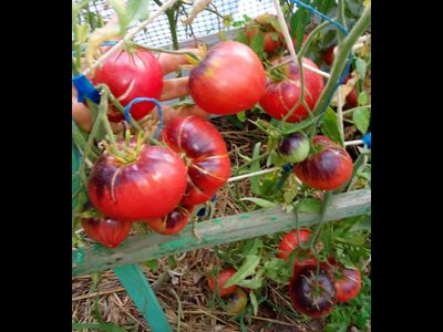 Томат Сержант Пеппер (Sgt Peppers ), США