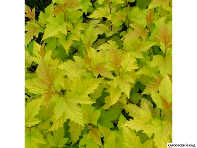 Пузыреплодник калинолистный Наггет - Nugget