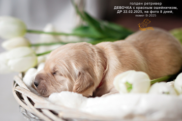 Девочка с КРАСНЫМ ошейничком, 8 дней