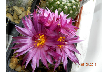 Notocactus uebelmannianus  