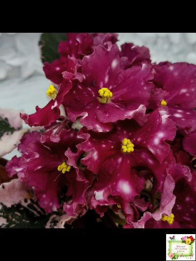 Rivermist Zeeva (J. Baker) (лист с детками укоренённый)