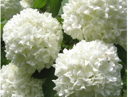 Калина обыкновенная Roseum, C5