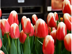 Тюльпан Roman Empire