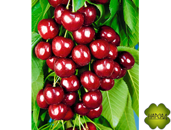 ЧЕРЕШНЯ "ОВСТУЖЕНКА" (ранняя, КРУПНАЯ)