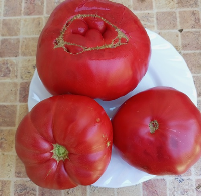 Томат Розовый гигант м-ра Андервуда (Mr. Underwood's Pink German Giant)