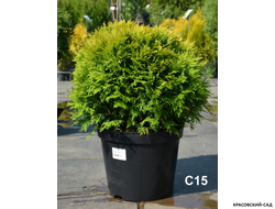 Туя Мирьям - Mirjam