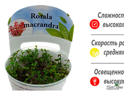 Ротала макрандра
