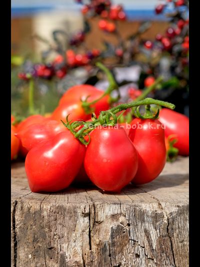 Томат Краса Кургана, 10 шт