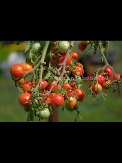 Томат Fuzzy Wuzzy (Фузи Вузи), 10 шт