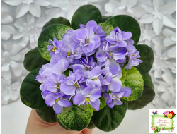 Rob's Wascally Wabbit (R. Robinson) (лист укоренённый)