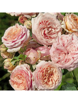 Квинси Джонс (Quincy Jones)