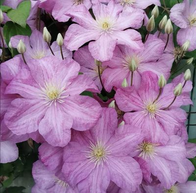 Клематис Комтесс де Бушо