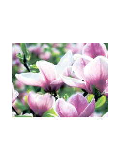 Интерьерная панель "Крокусы" матовый № 98 (3000*600*1,5мм) АБС