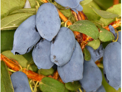 Майлон(жимолость), 2года, ЗКС