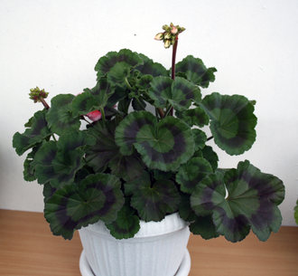 Soren - пеларгония зональная , листва